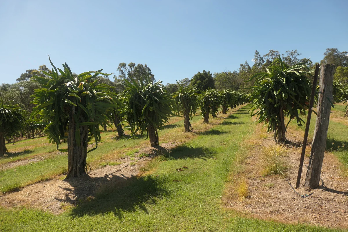 Additional image 20 of Bulldog NSW 2469