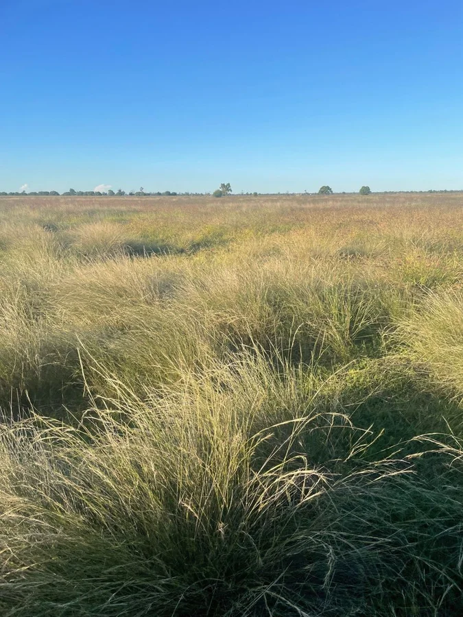 Additional image 5 of 9812 Pilliga Road, Coonamble NSW 2829