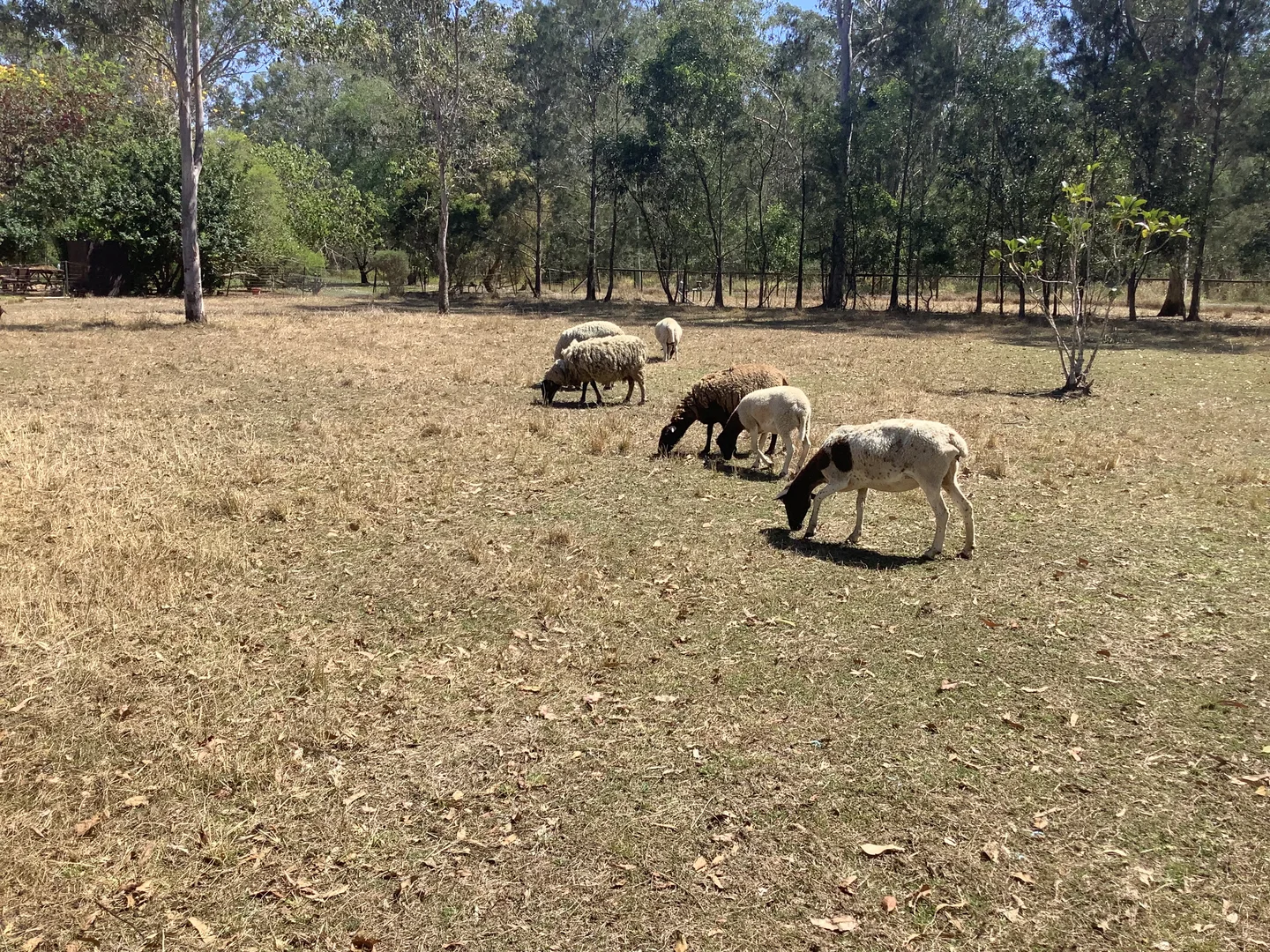 Additional image 11 of 84 Dunford Road East, Grahams Creek QLD 4650