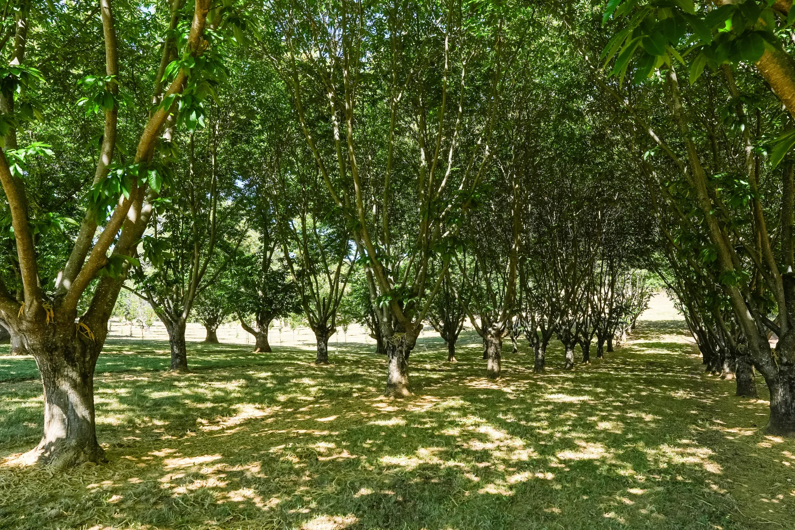 Additional image 39 of 192 Myrtleford-Stanley Road, Stanley VIC 3747