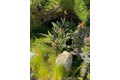 Additional image 39 of 3200 LA Rotonda Dr Unit 613, Rancho Palos Verdes, CA, 90275