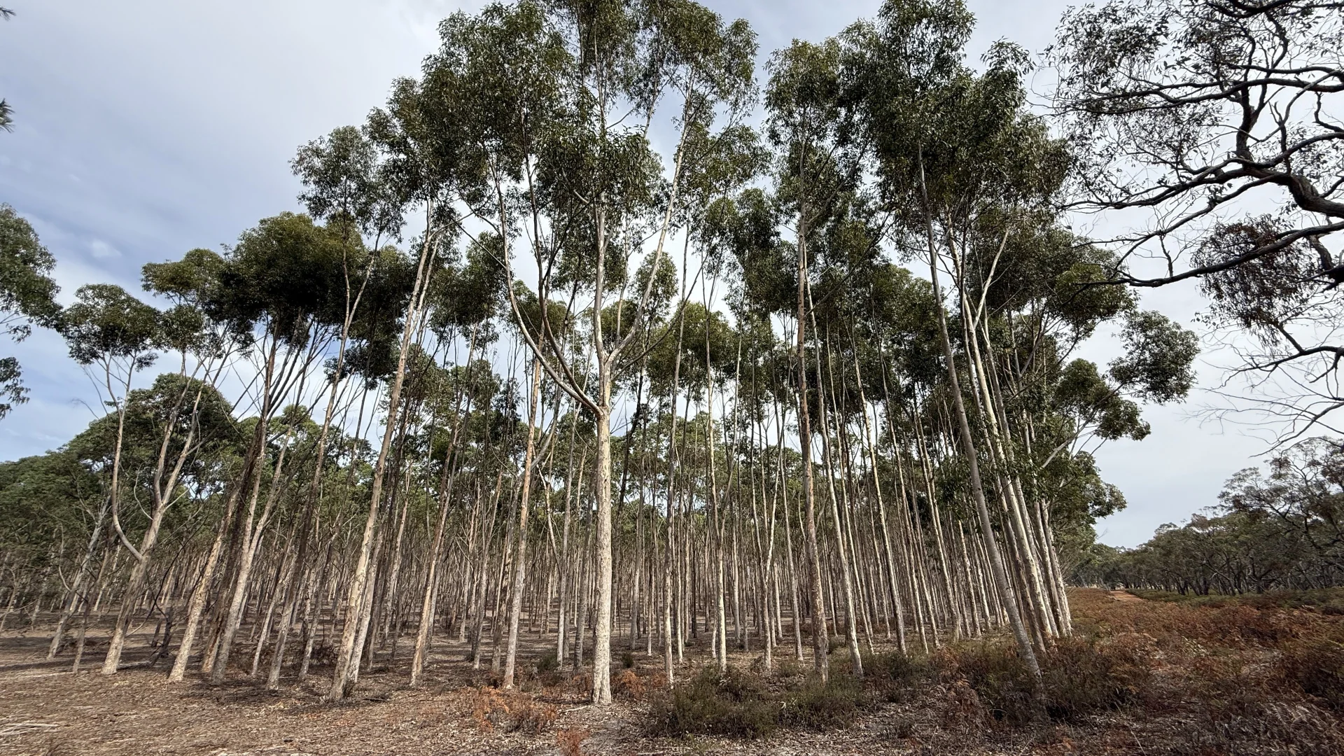 Additional image 16 of Lot 1 Jim Ryans Road, Edenhope VIC 3318