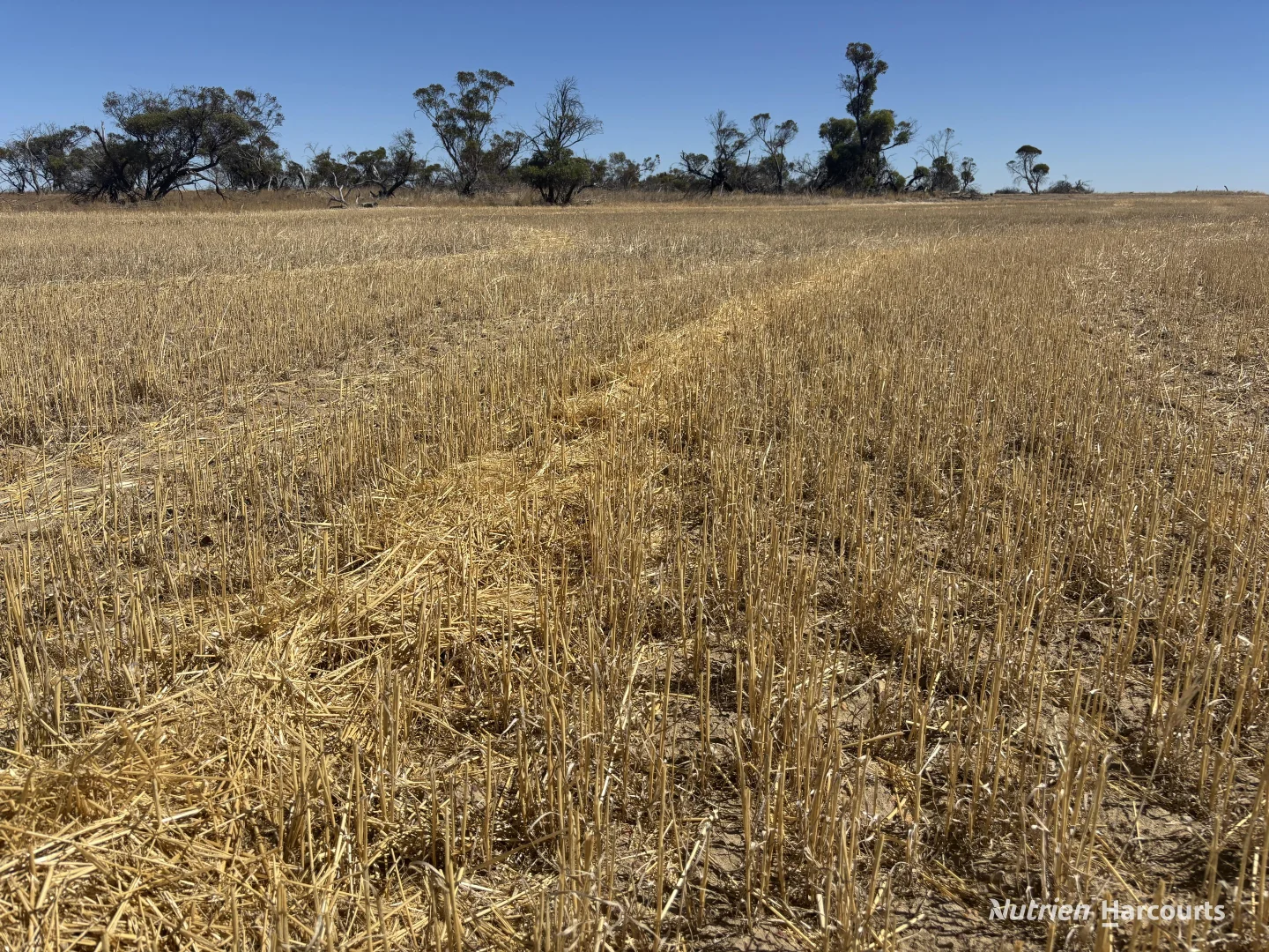 Additional image 6 of . 'Scotts', Yelbeni WA 6487