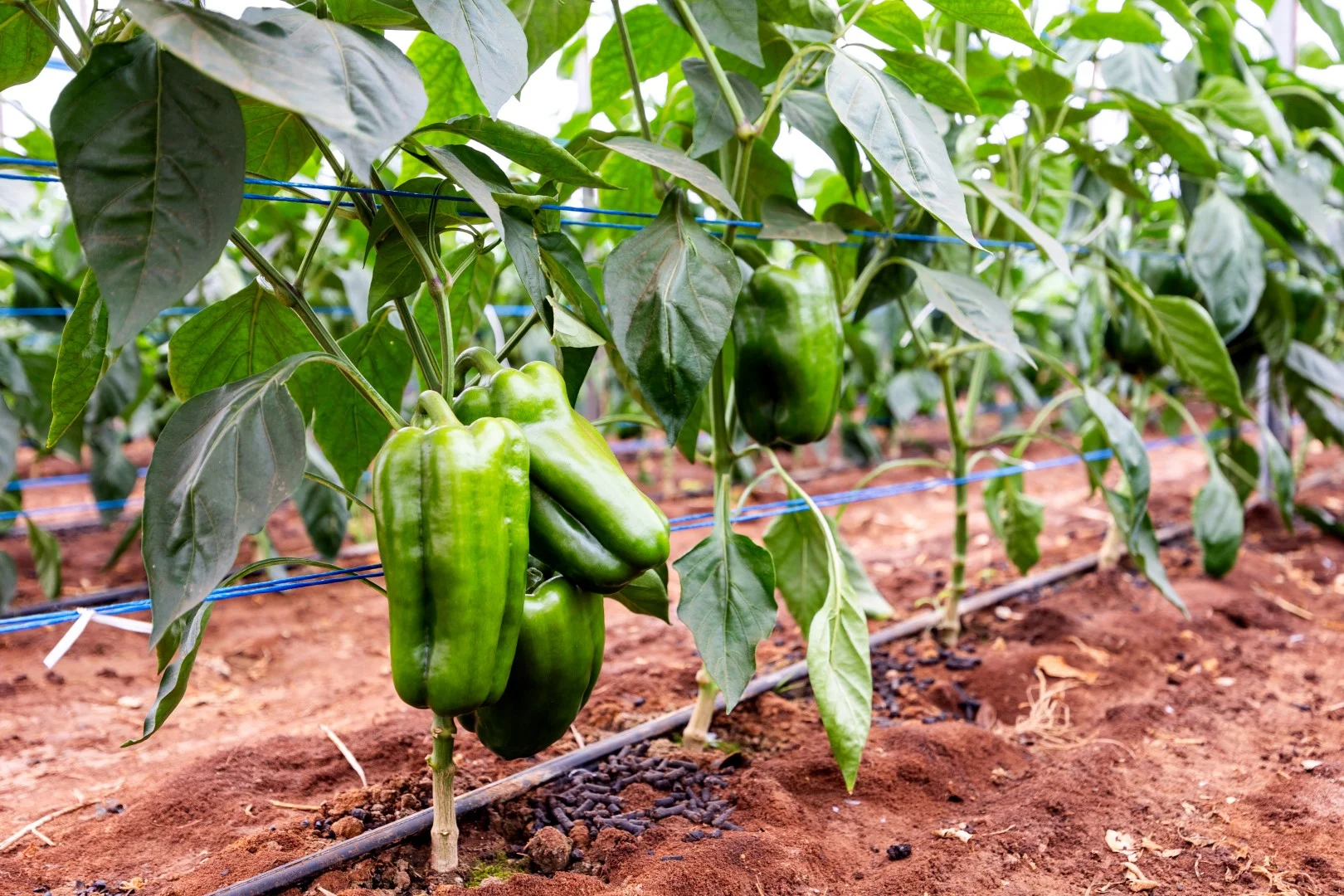 Additional image 10 of 136 Penfield Road, Virginia SA 5120