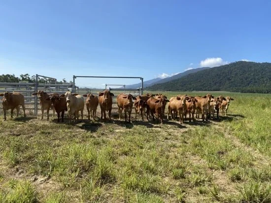 Additional image 20 of 21 Barbagallo Road, Aloomba QLD 4871