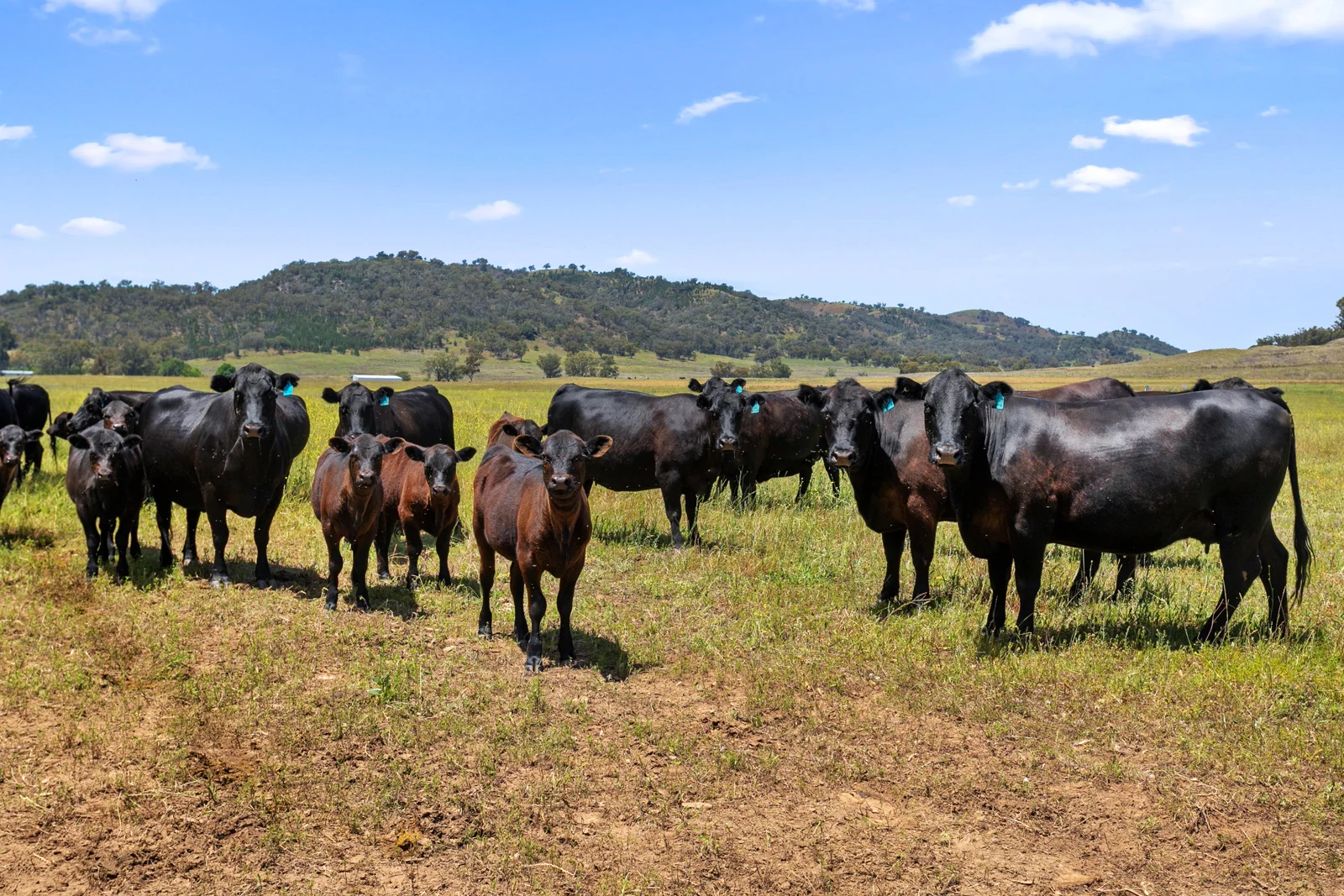 Additional image 12 of "Riverside" 826 Wittagoona Road, Halls Creek NSW 2346