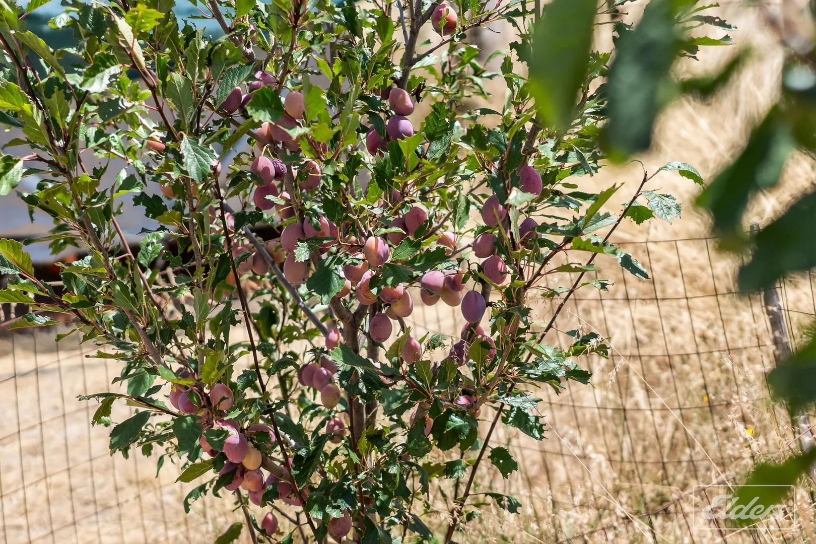Additional image 75 of 839 Signal Flat Road, Finniss SA 5255