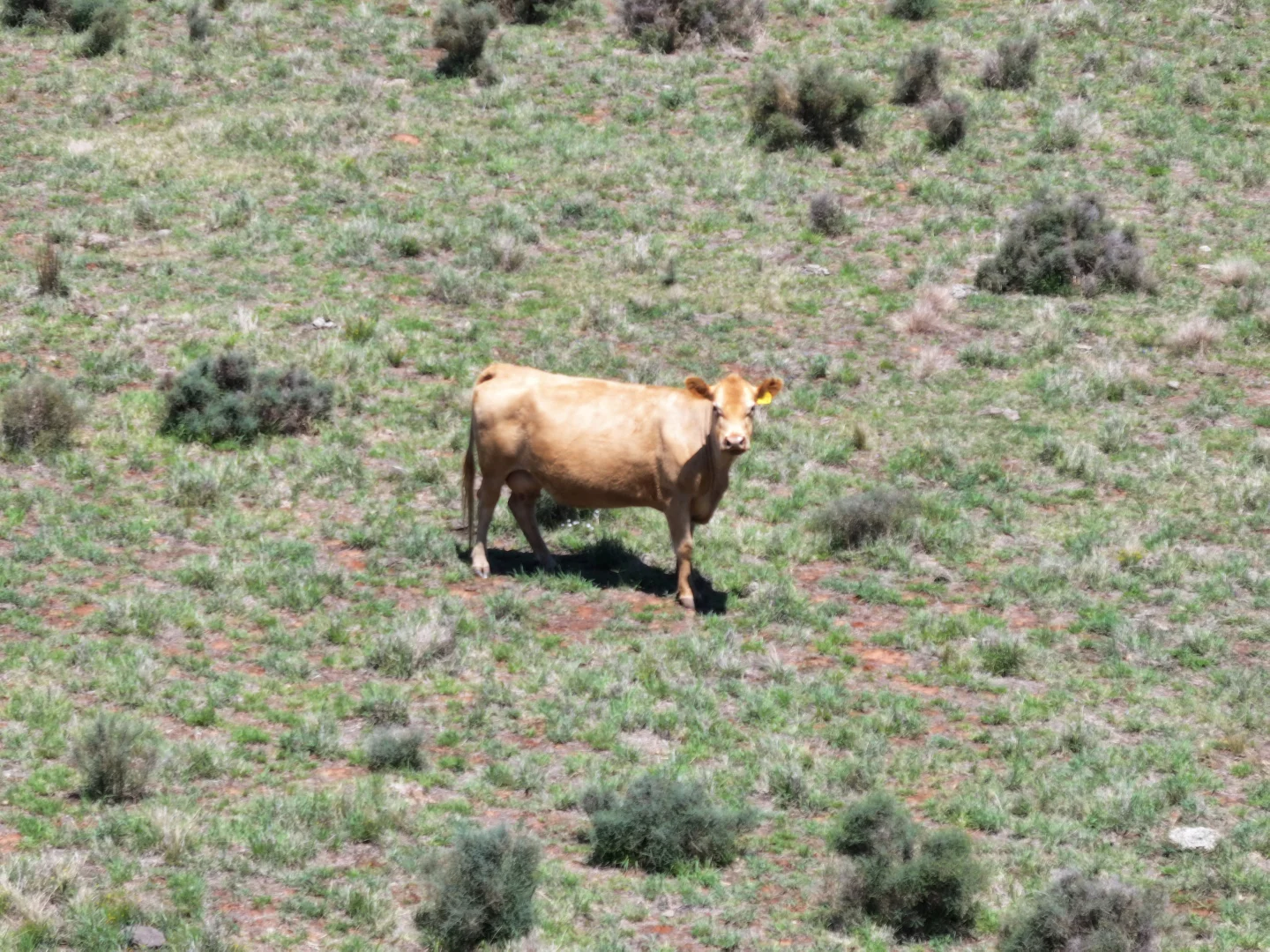 Additional image 4 of 'Mentone' 1521 Bruie Plains Road, Trundle NSW 2875