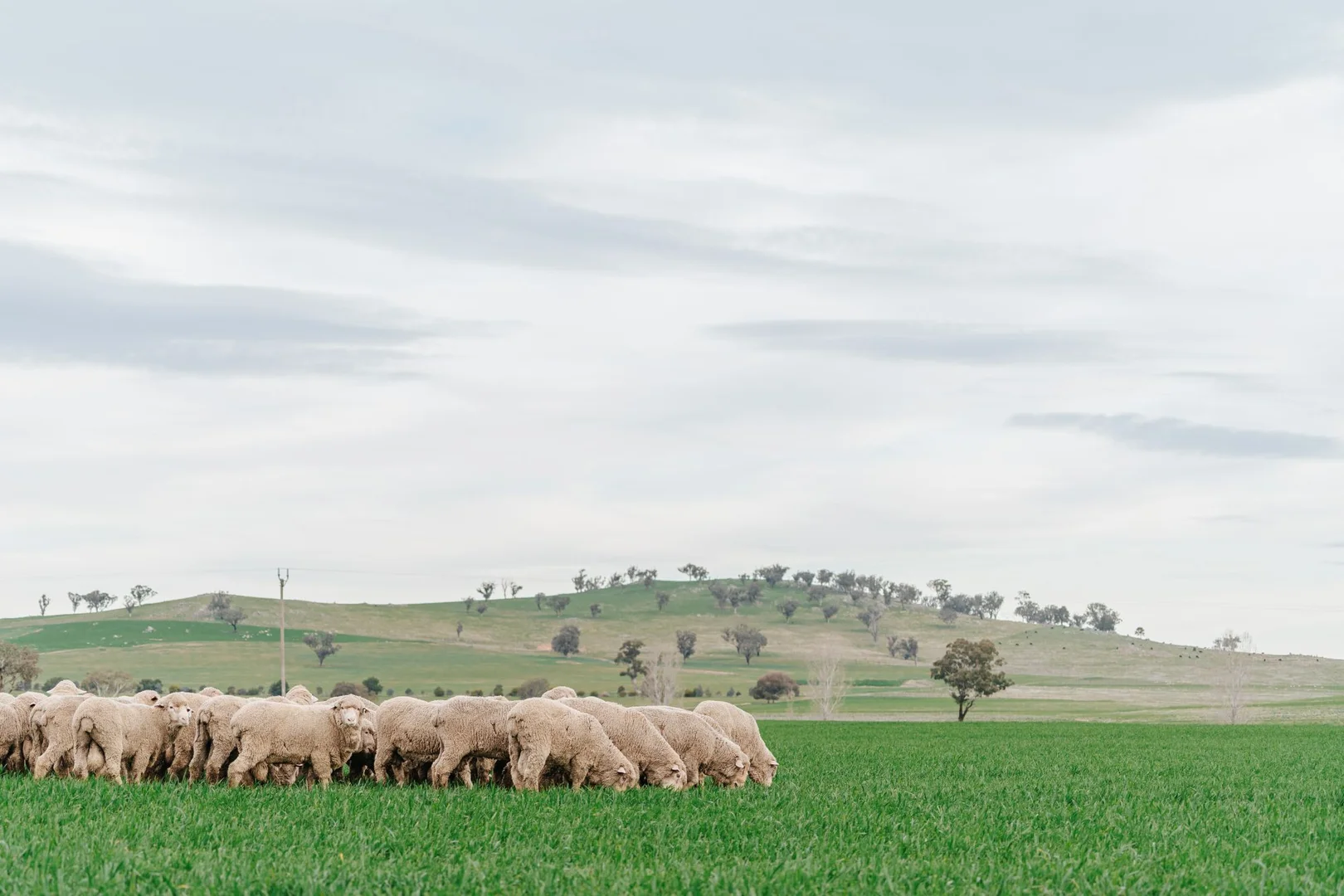Additional image 13 of 1679 Stockinbingal Road, Cootamundra NSW 2590