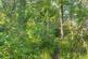 Additional image 9 of Mere Brow Wood (almost 13 acres), Mere Brow, Preston, Lancashire PR4