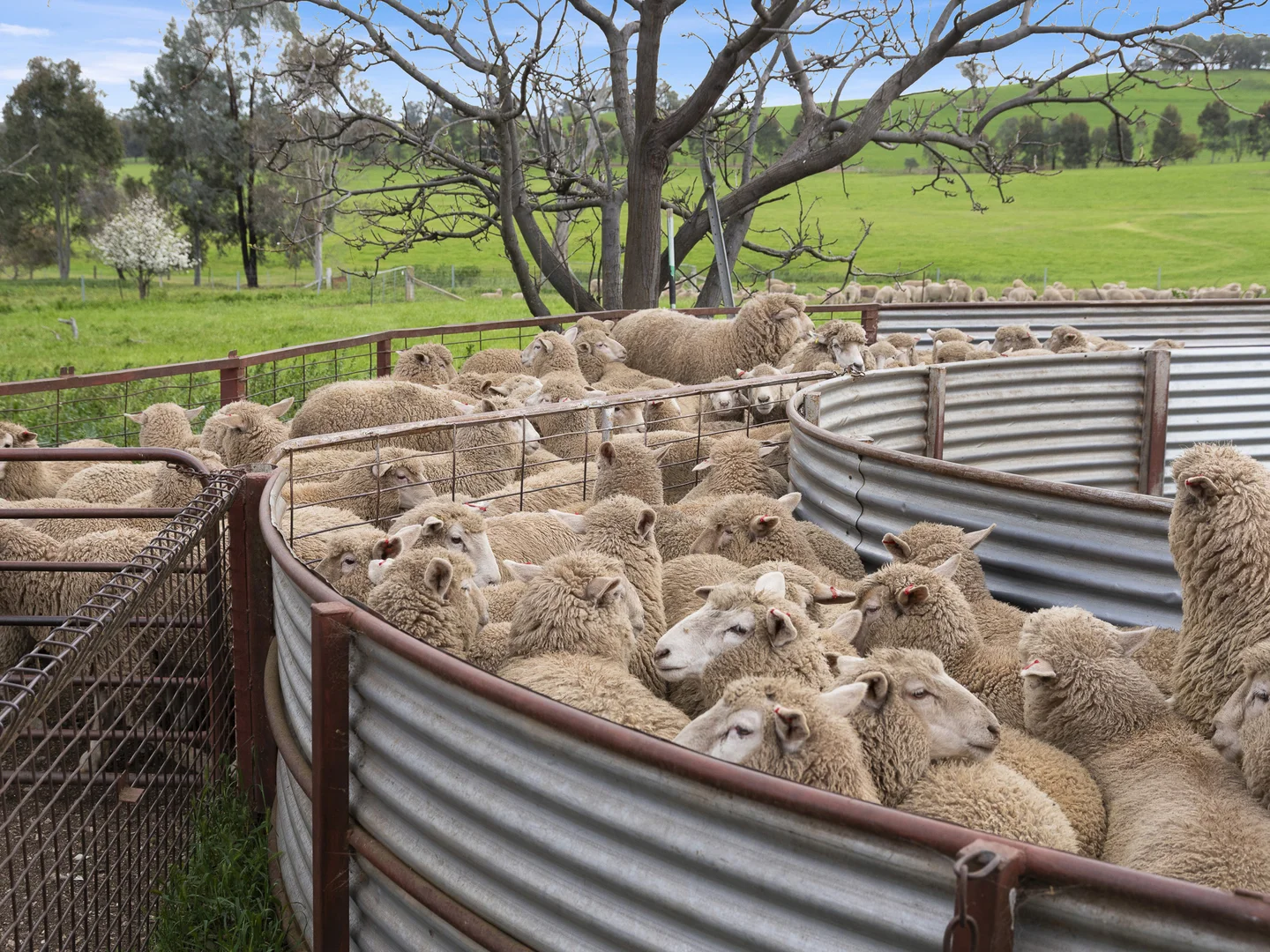 Additional image 5 of 2056 Benalla-Yarrawona Road, Bungeet West VIC 3726