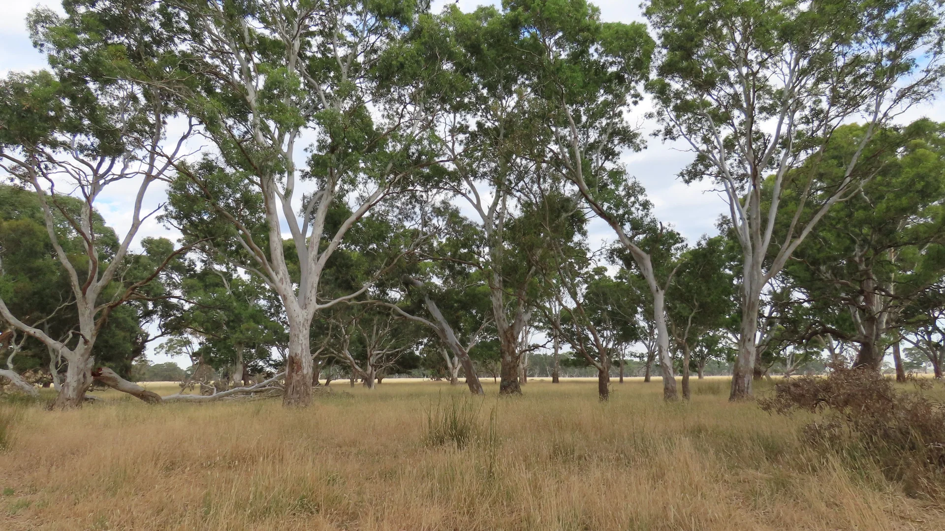 Additional image 19 of 110 Coote Rd, Moerlong SA 5278