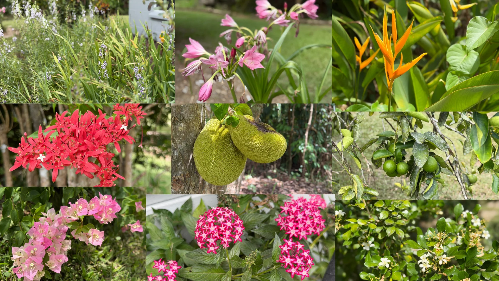 Additional image 28 of 39 O'Hanlon Rd, Feluga QLD 4854