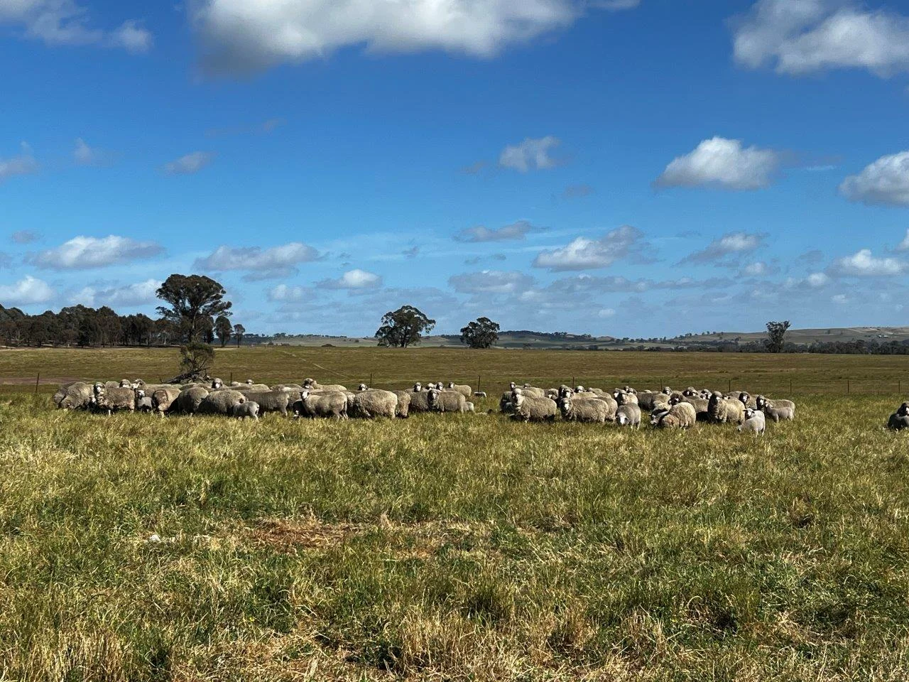 Additional image 12 of CA59D&59C Plain Road, Heathcote VIC 3523
