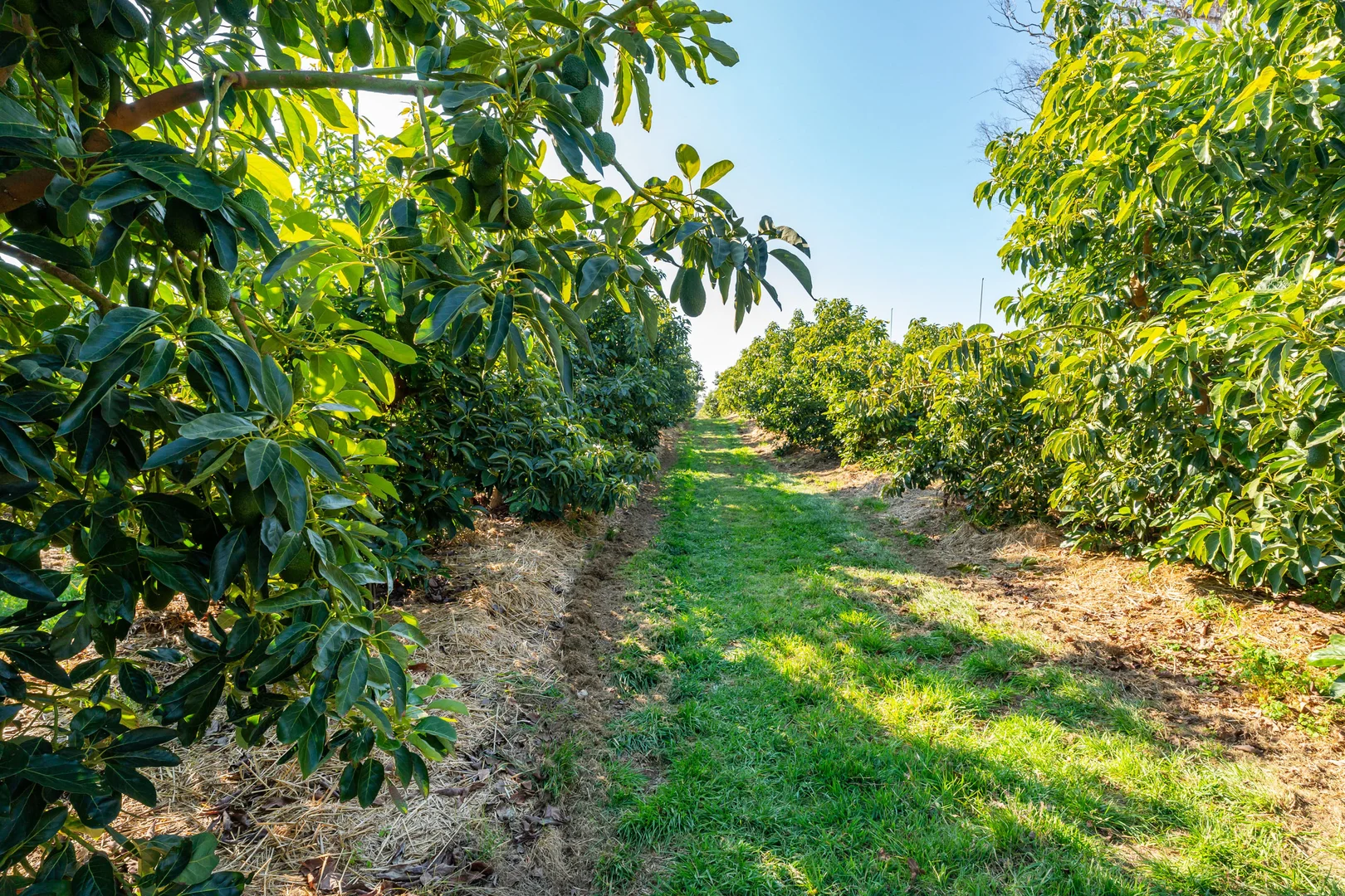 Additional image 14 of Sepelts Road, Barooga NSW 3644