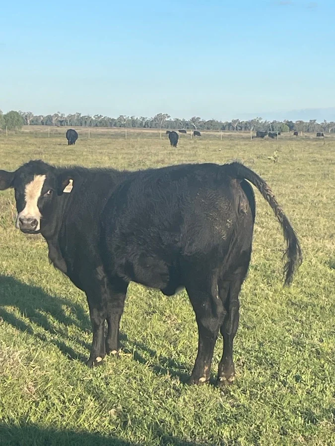 Additional image 6 of 9812 Pilliga Road, Coonamble NSW 2829
