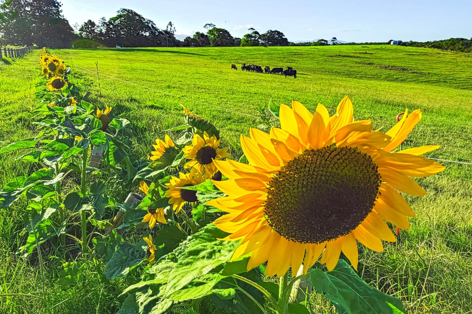 Additional image 3 of 160 Quarry Lane, Ewingsdale NSW 2481