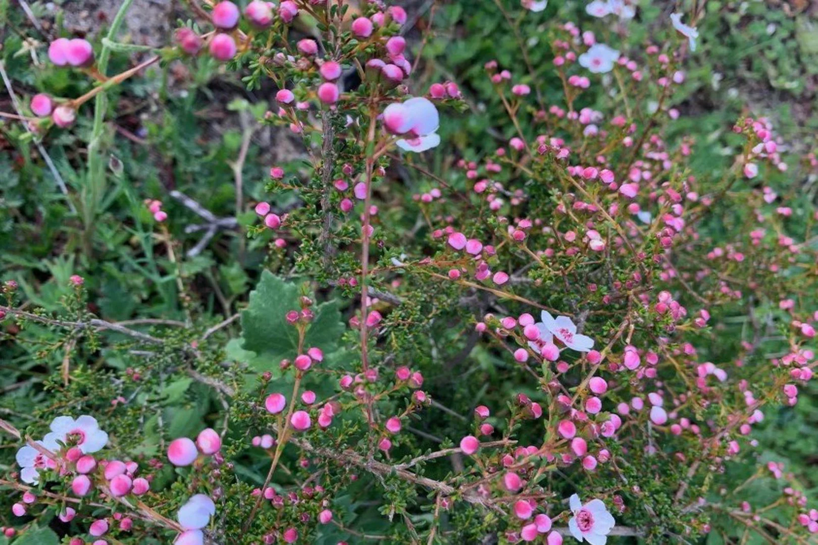 Additional image 37 of 55 Pen Road, Warradarge WA 6518