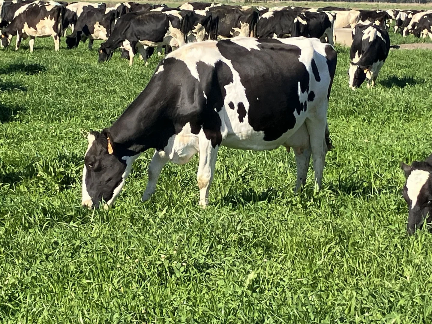 Additional image 2 of 5104B Murray Valley Highway, Castle Donnington VIC 3585