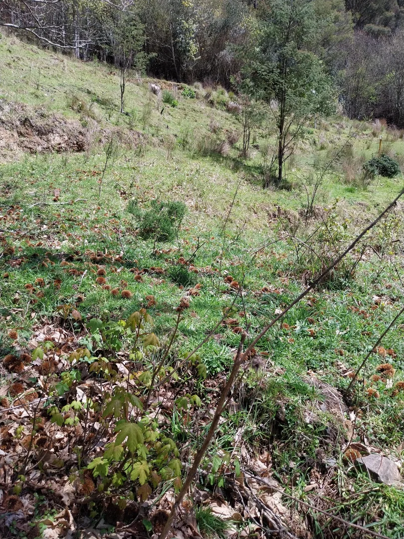 Additional image 19 of 30 Scott Street, Woods Point VIC 3723