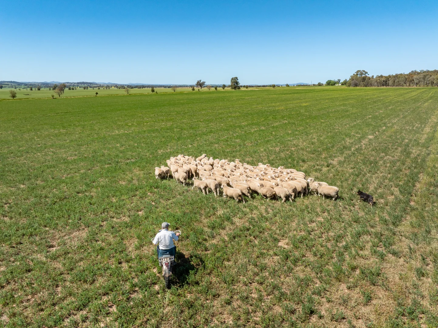 Additional image 41 of 92 Campbells Lane, Canowindra NSW 2804