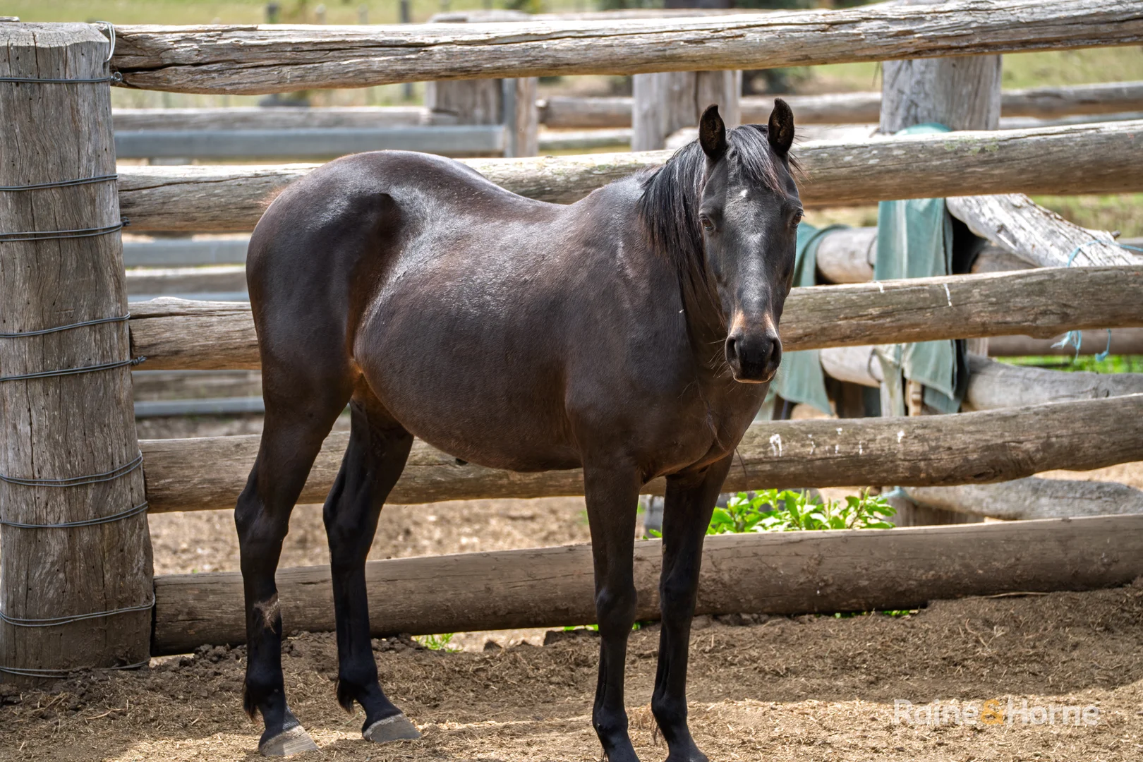 Additional image 16 of 470 Silent Grove Road, Torrington NSW 2371