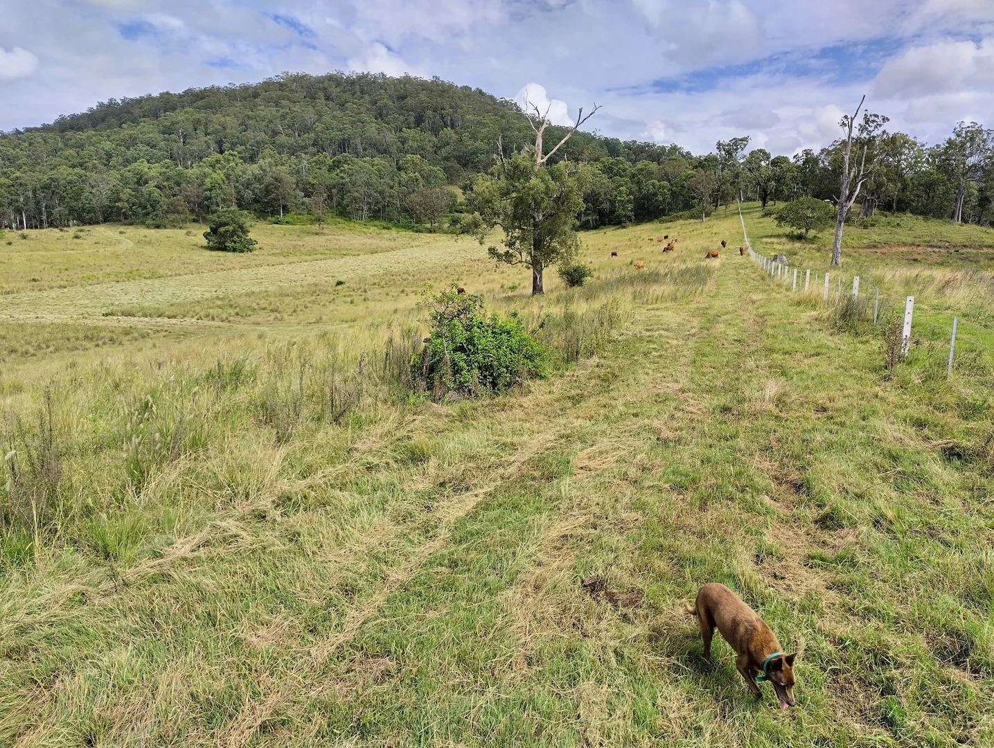 Additional image 12 of 1106 Naughtons Gap Road, Bentley NSW 2480