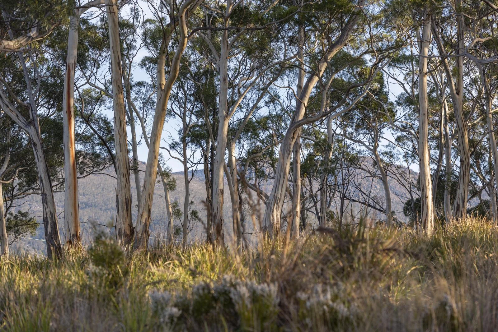 Additional image 27 of 424 & 634 Summerleas Road, Fern Tree TAS 7054