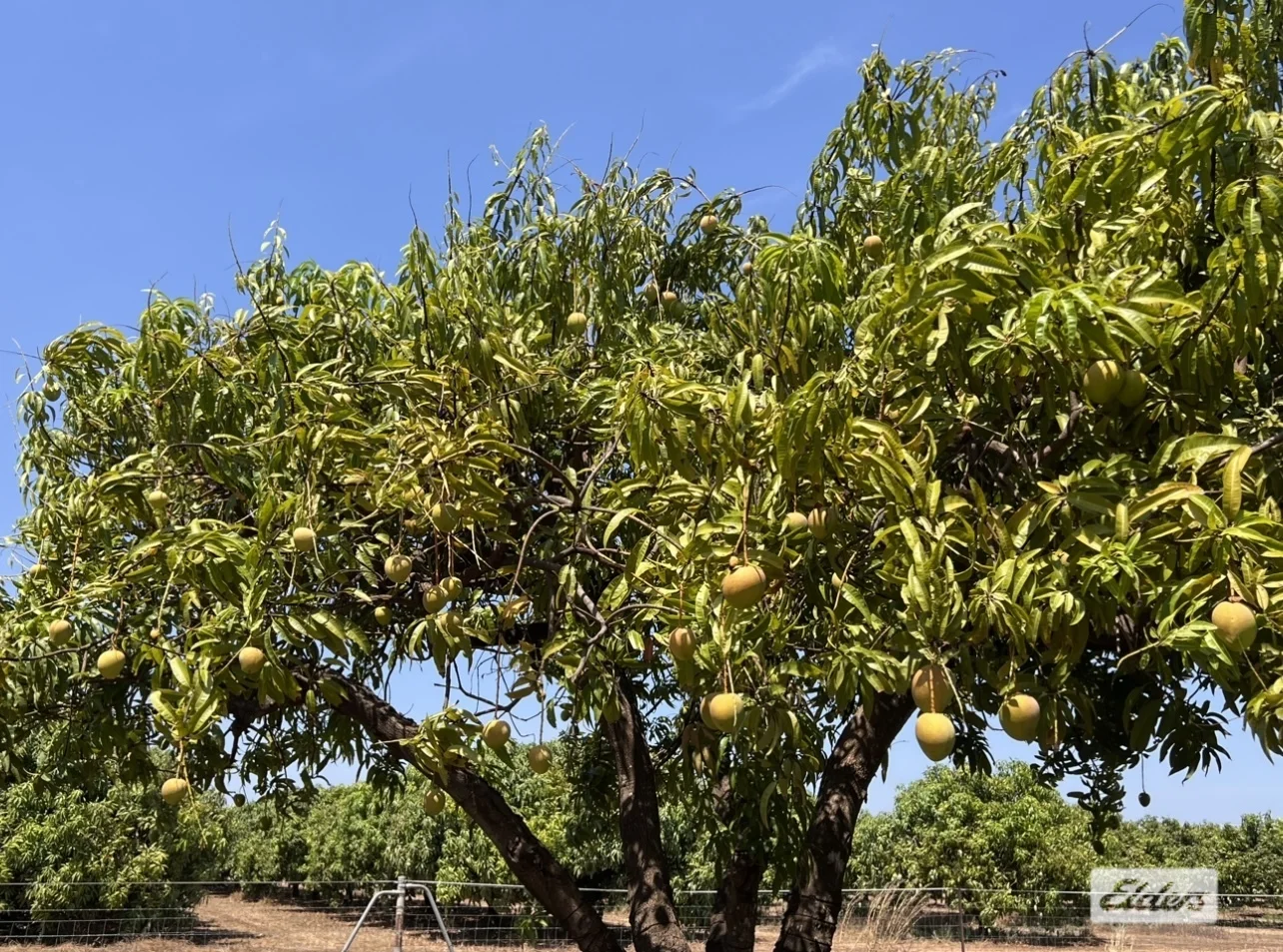 Additional image 30 of 125 Buckley Road, Lambells Lagoon NT 0822