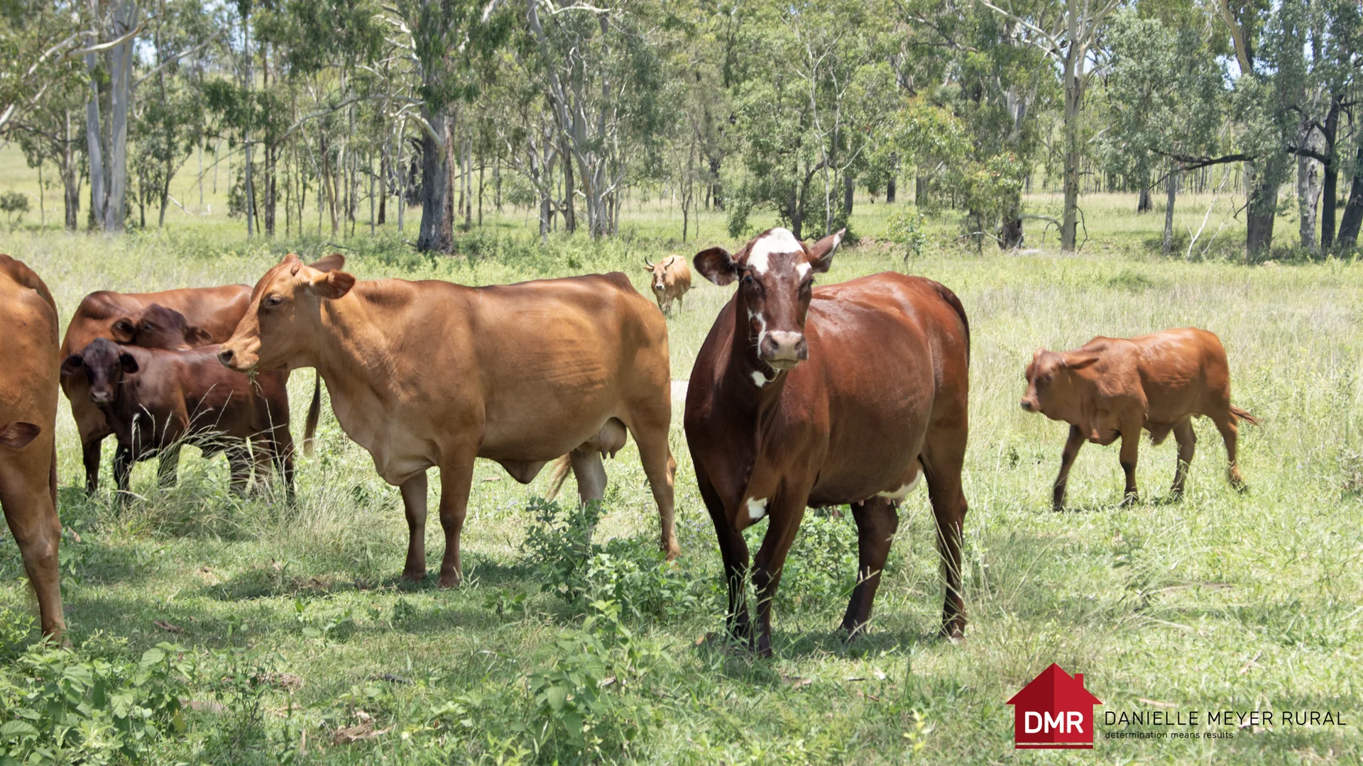 Additional image 40 of 8 Screening Plant Road, Cynthia QLD 4627