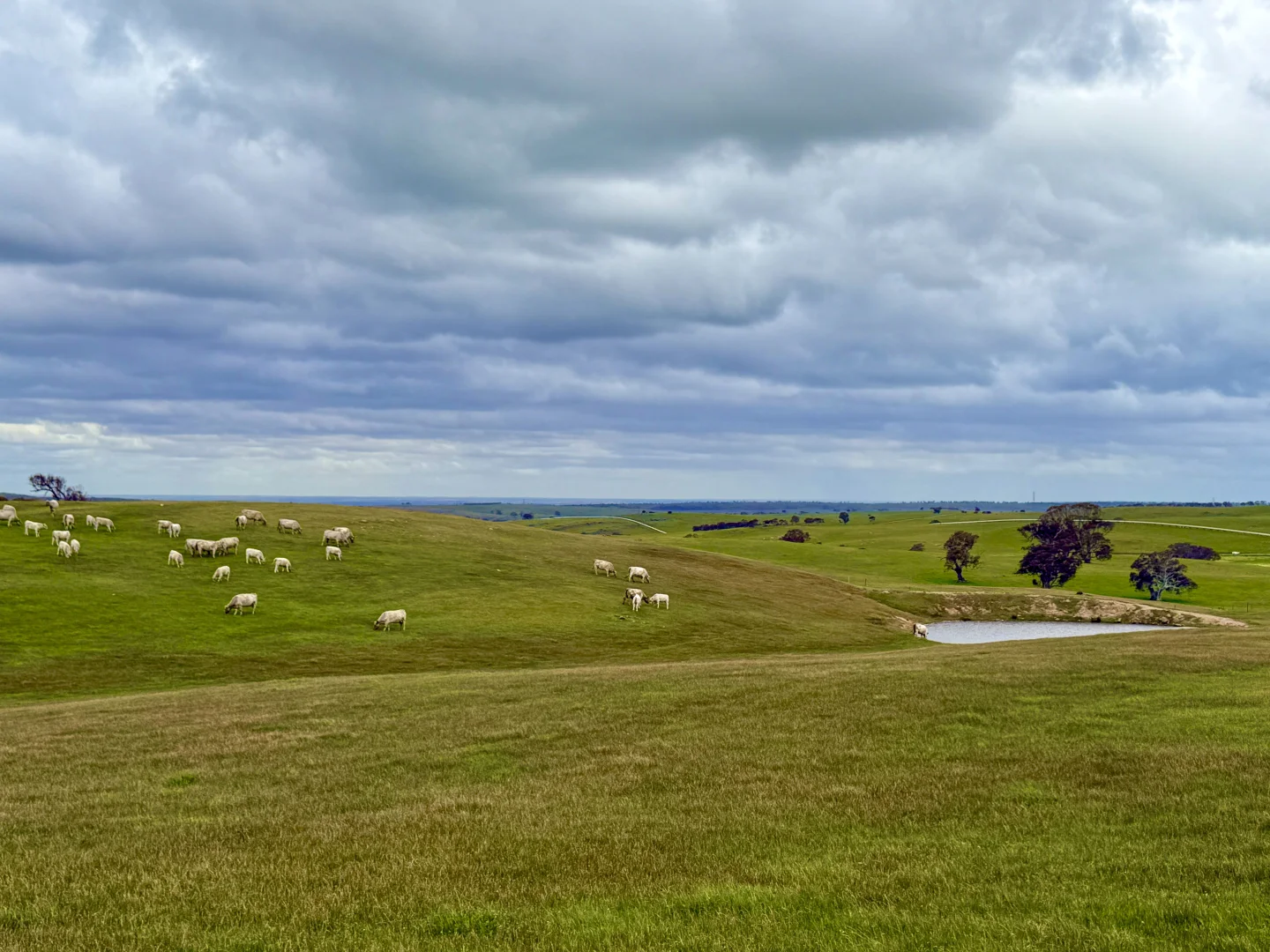 Additional image 16 of Lot 115 Mcgormans Road, Tungkillo SA 5236