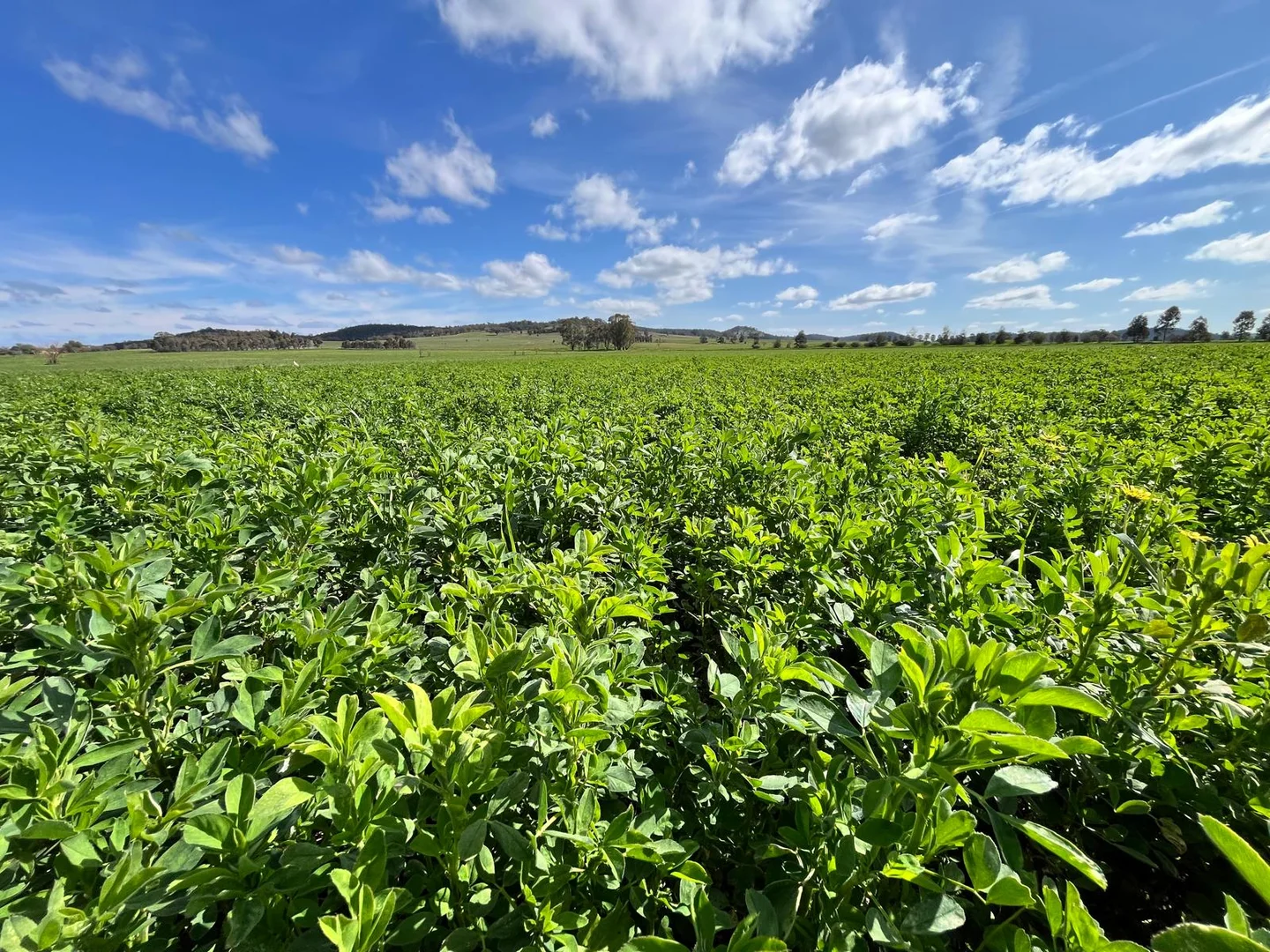 Additional image 15 of 92 Campbells Lane, Canowindra NSW 2804