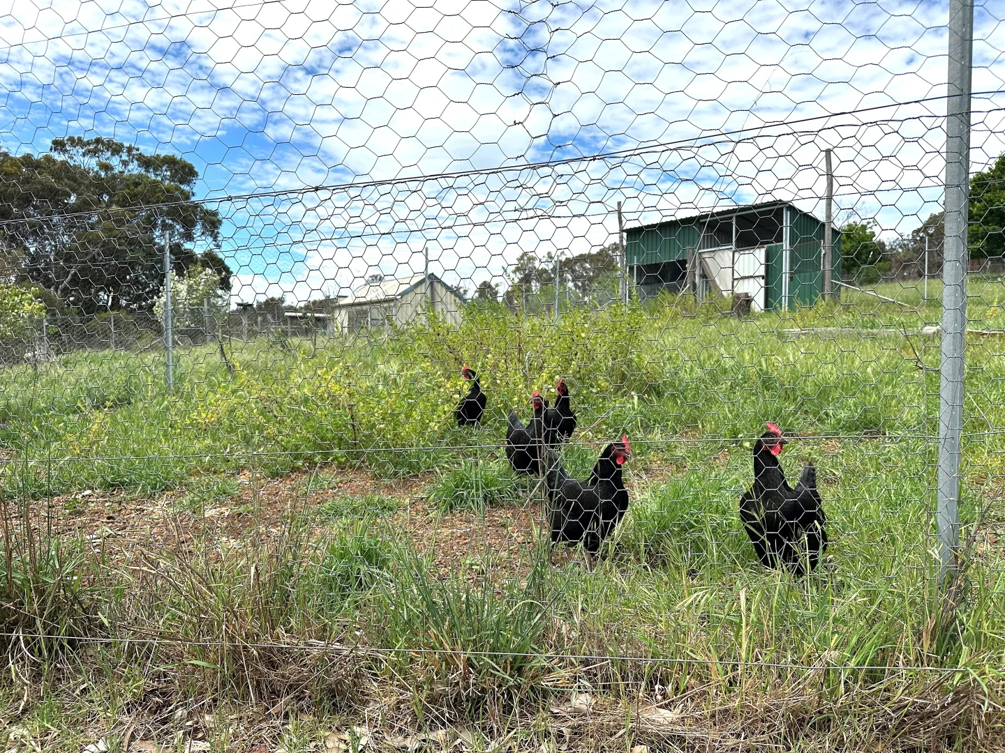 Additional image 20 of 59 Williams Street, Boyup Brook WA 6244