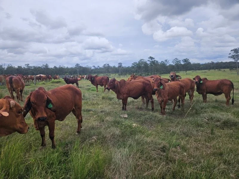 Additional image 18 of 0 Davis Road, Bauple Forest QLD 4650