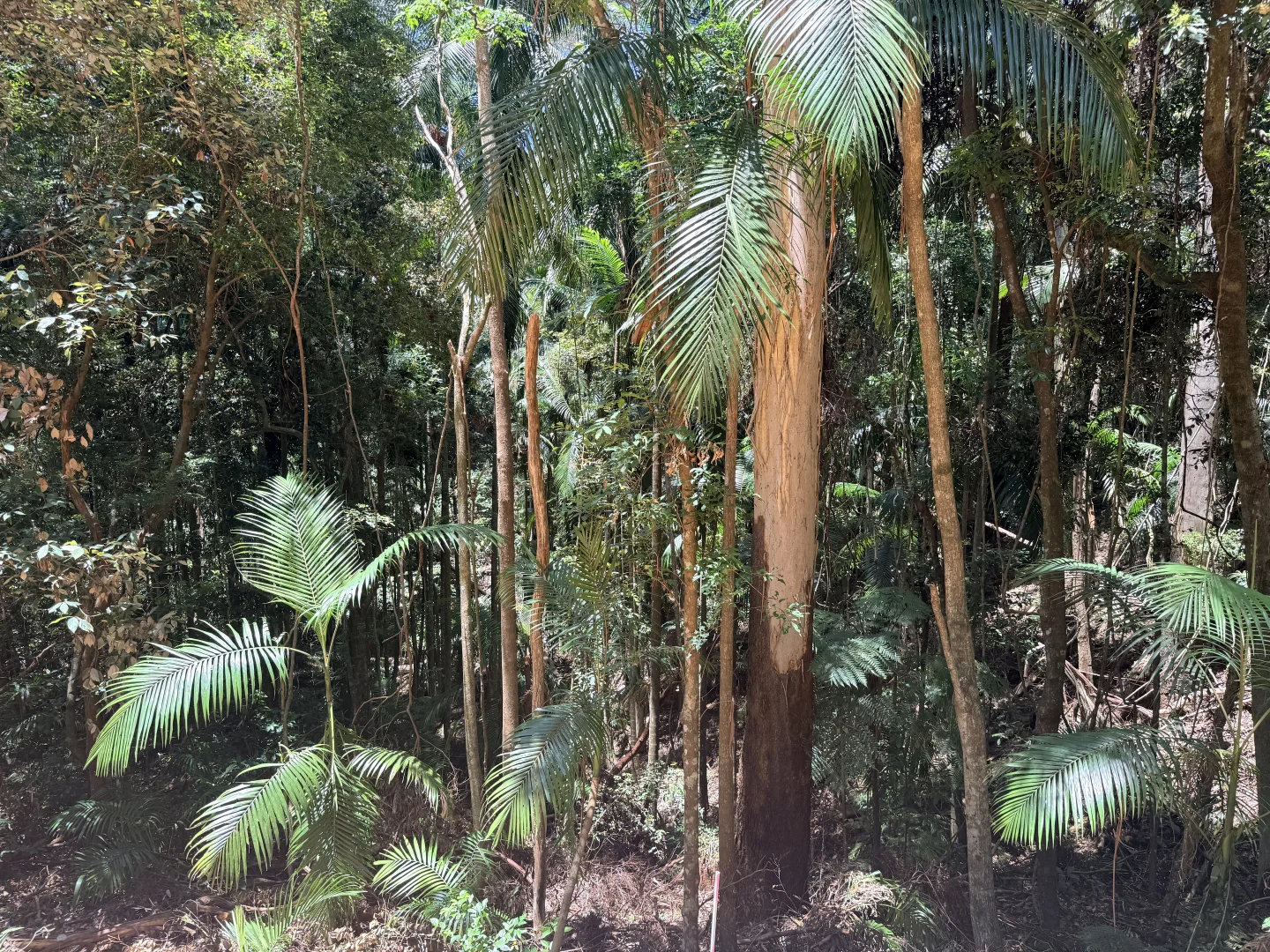 Additional image 3 of 127 Wongawallan Road, Tamborine Mountain QLD 4272