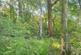 Additional image 3 of Mere Brow Wood (almost 13 acres), Mere Brow, Preston, Lancashire PR4