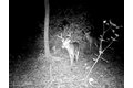 Additional image 14 of 9576 State Route 161 Ext, Iuka, IL, 62849