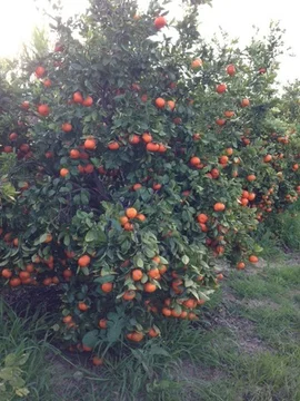 Additional image 12 of 209 Rangeview Drive, Wanerie WA 6503