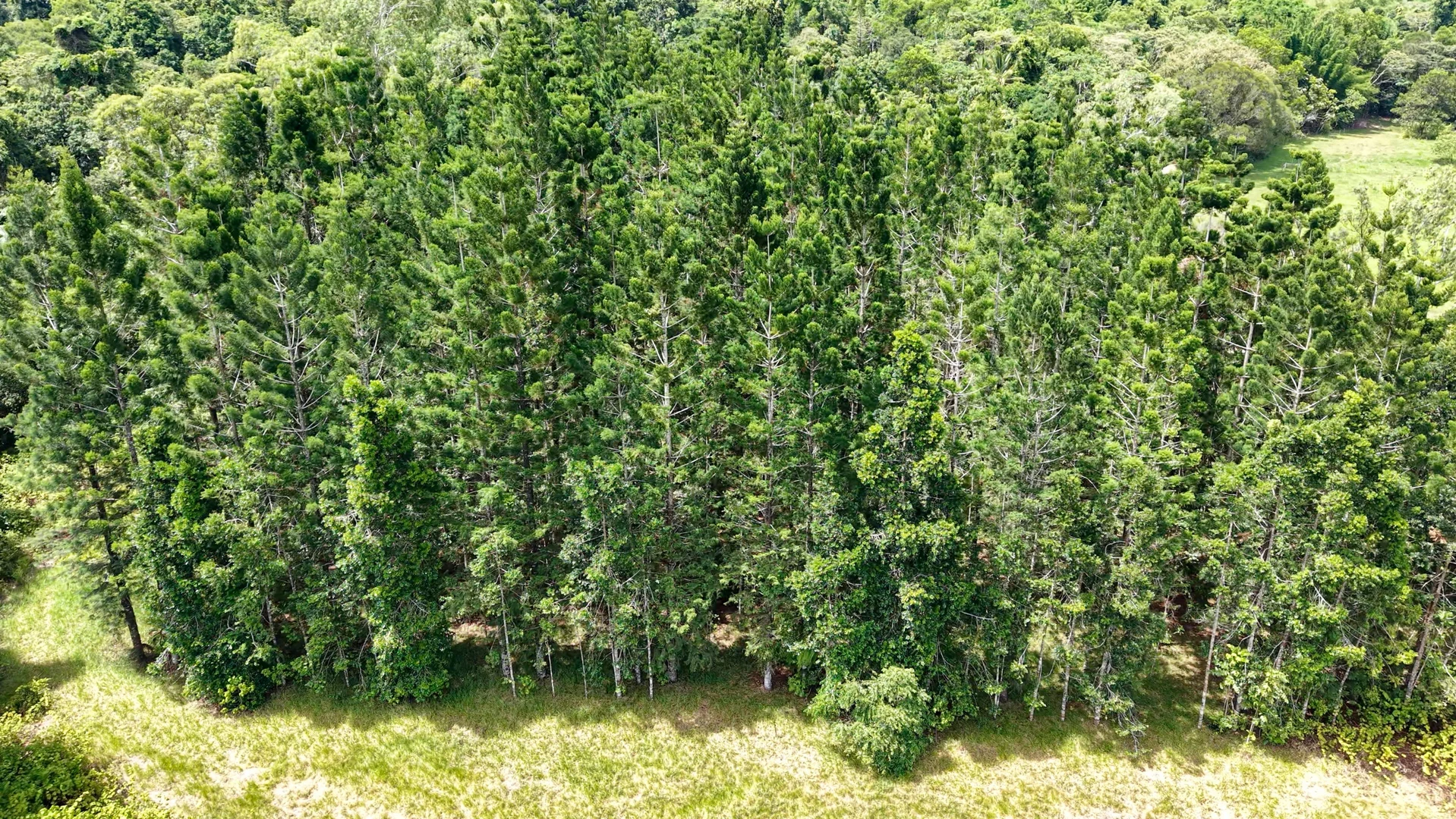 Additional image 39 of 39 O'Hanlon Rd, Feluga QLD 4854