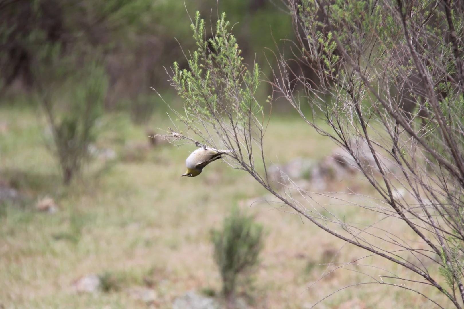Additional image 15 of 2008 Kiowarrah Road, Bevendale NSW 2581