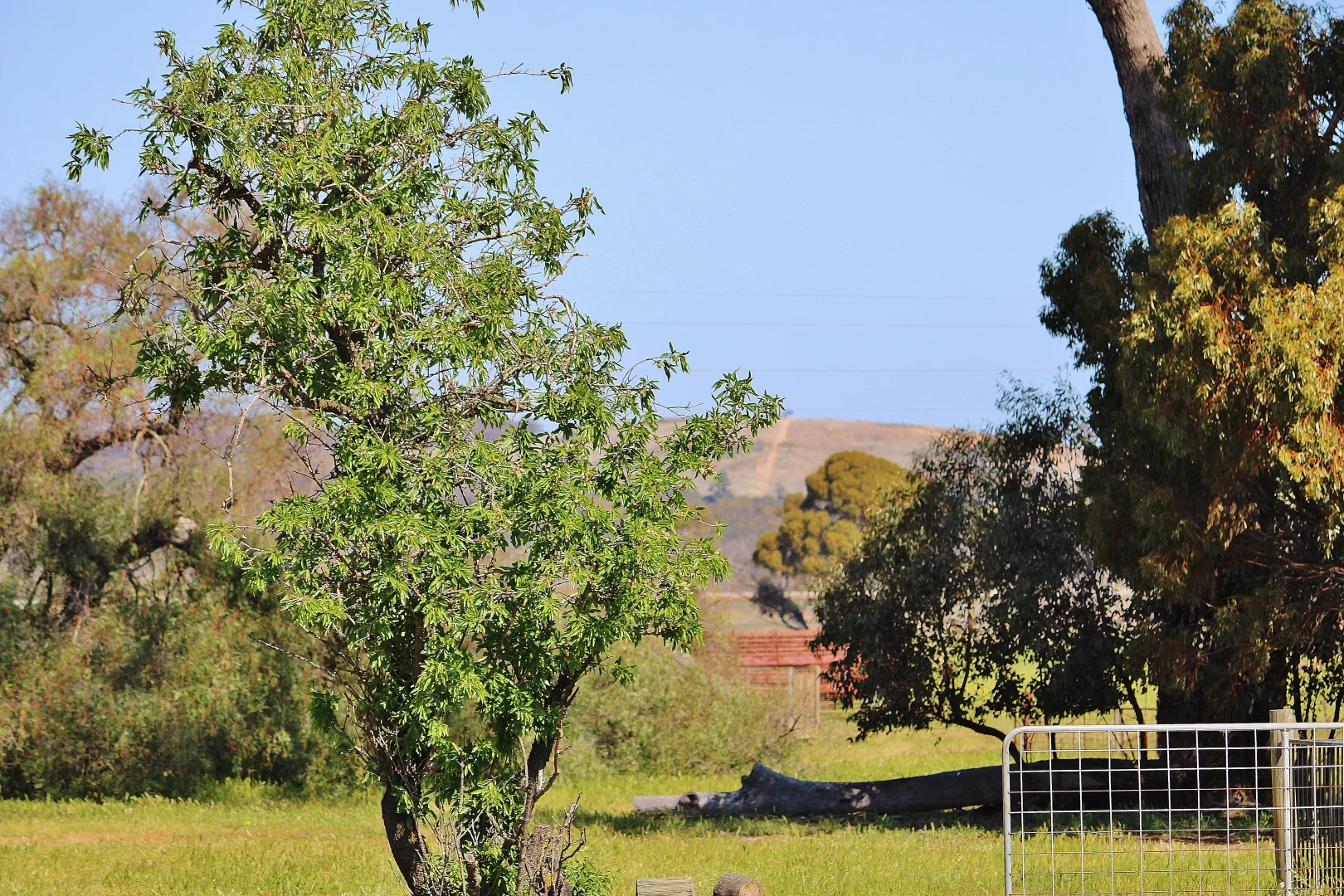 Additional image 11 of 256 WAGIN-DUMBLEYUNG ROAD, Wagin WA 6315