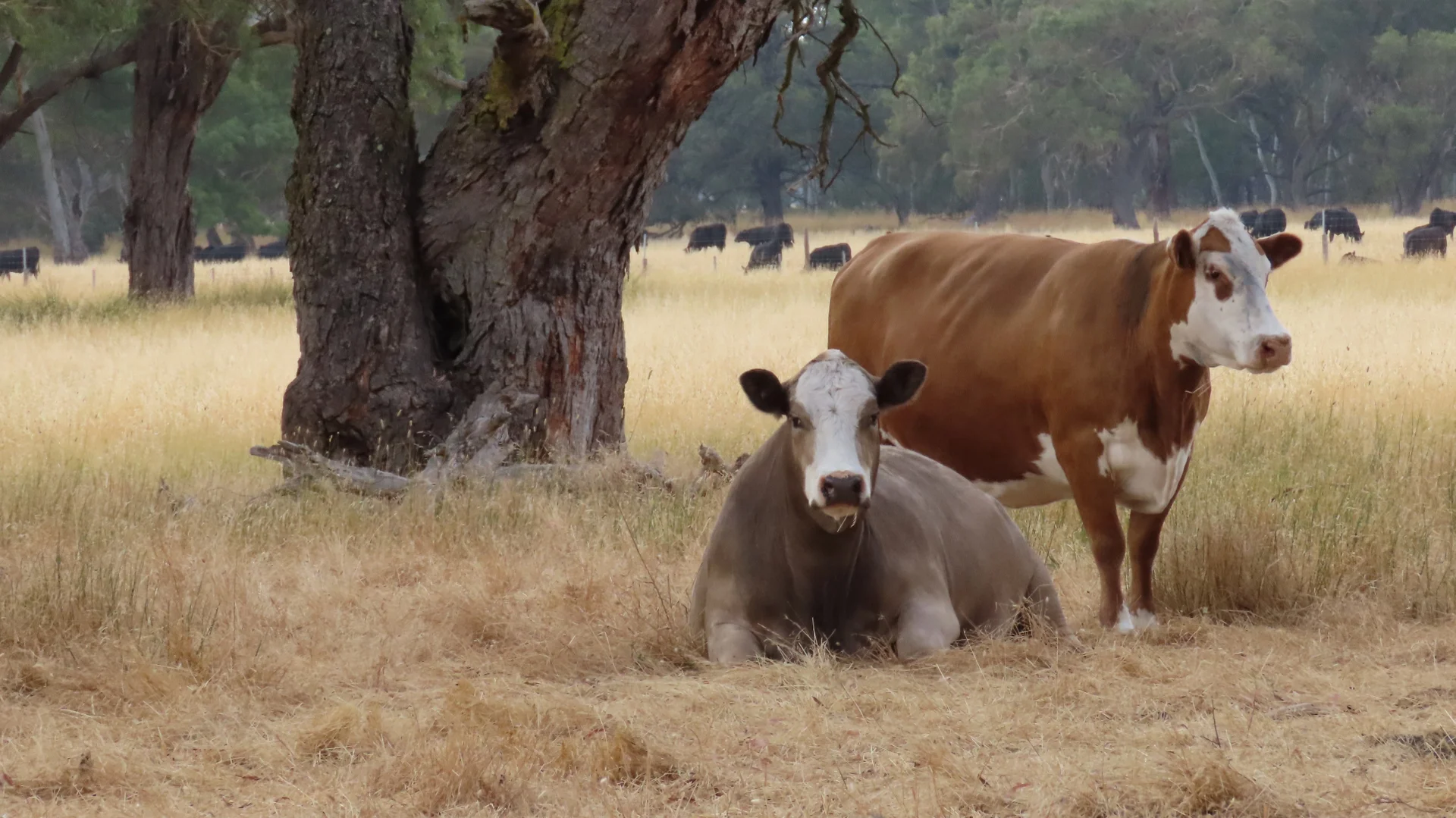 Additional image 5 of 110 Coote Rd, Moerlong SA 5278