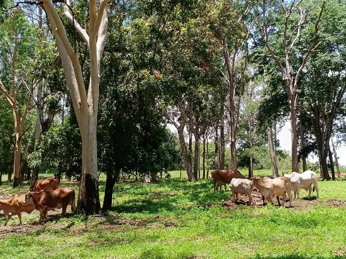 Additional image 6 of Lot 45 Jensens Crossing Rd, Cooktown QLD 4895