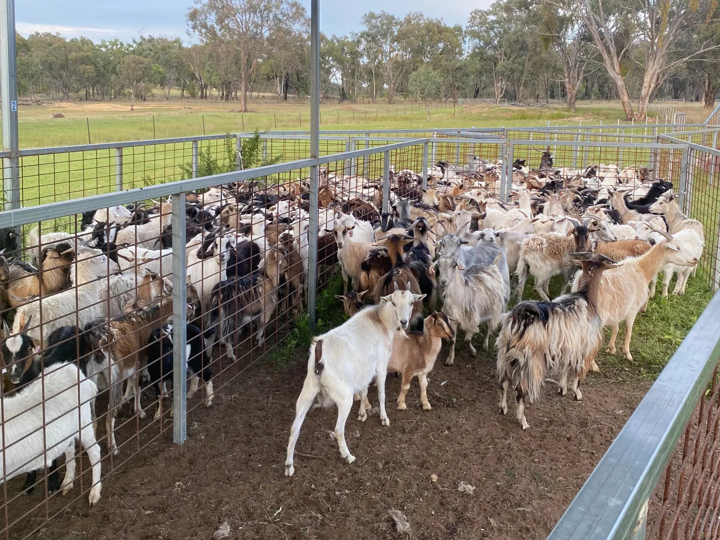 Additional image 12 of 107 Long Gully Road, Inverell NSW 2360