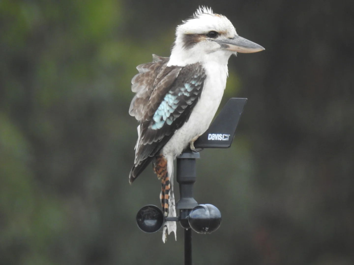 Additional image 33 of 839 Signal Flat Road, Finniss SA 5255