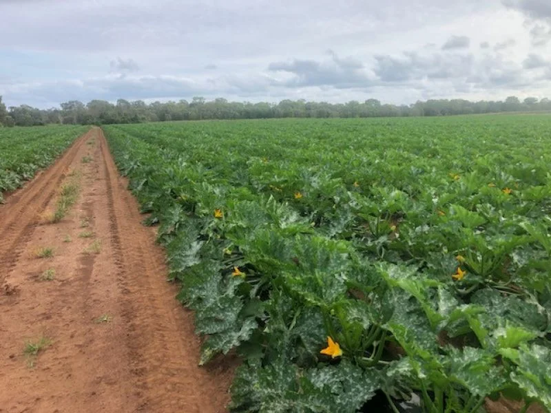 Additional image 13 of 190 Riverview Road, Calavos QLD 4670