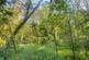 Additional image 4 of Mere Brow Wood (almost 13 acres), Mere Brow, Preston, Lancashire PR4