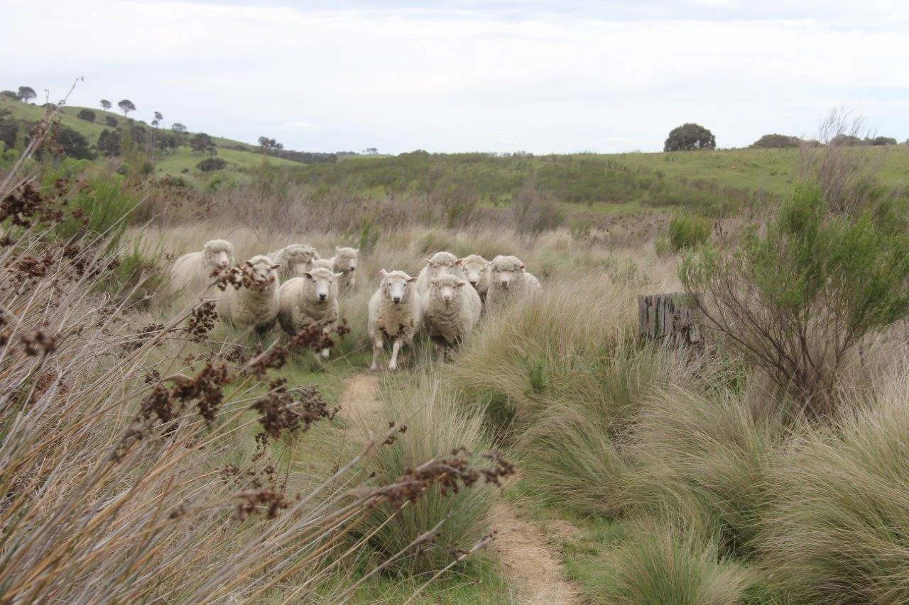 Additional image 9 of 2008 Kiowarrah Road, Bevendale NSW 2581