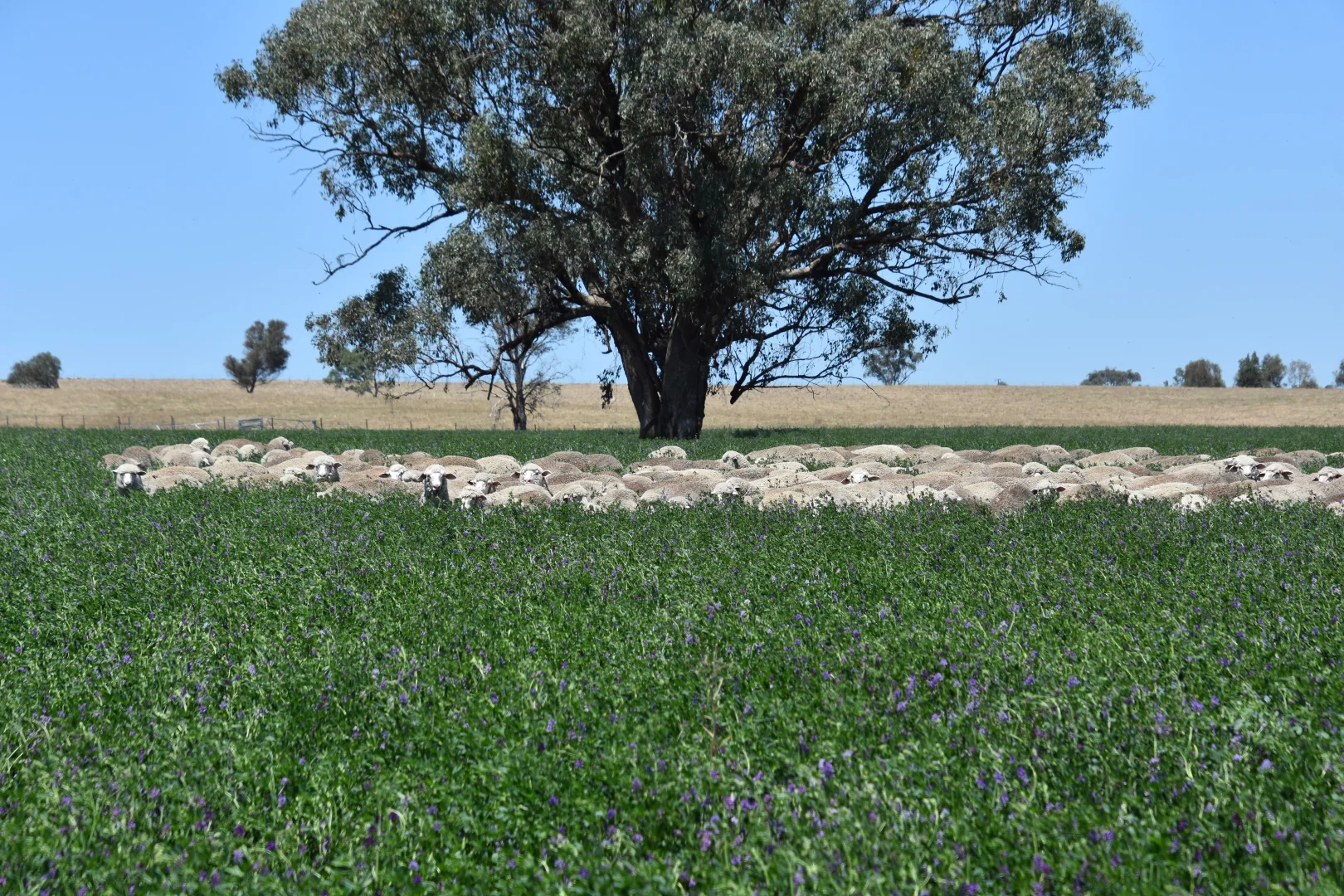 Additional image 21 of 1507 Pine Mount Road, Woodstock NSW 2793