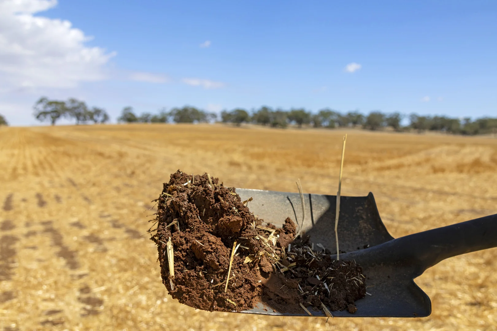 Additional image 25 of 'Merilden Feedlot' & 'Brads', Manoora SA 5414